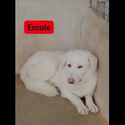 EUSEBIO, ERCOLE, ERIBERTO CAGNOLINI IN ADOZIONE - Foto 6