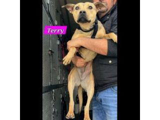 TERRY STUPENDA CAGNOLINA IN ADOZIONE