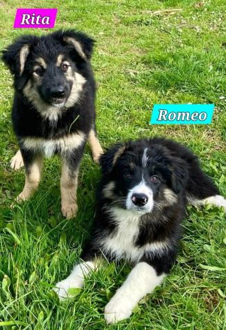 CUCCIOLI IN ADOZIONE - Foto 7