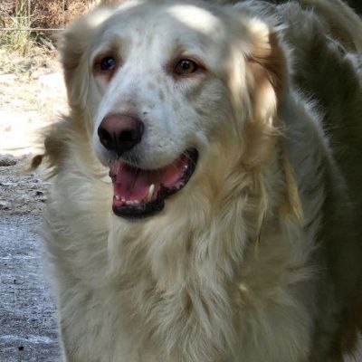 DANTE E ULISSE MIX PMA E GOLDEN CERCANO CASA, CANI IN ADOZIONE - Foto 3