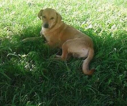 LILLO, frizzante cagnolino - Foto 5