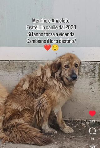 MERLINO E ANACLETO FRATELLI INSEPARABILI CANI IN ADOZIONE DI COPPIA - Foto 5