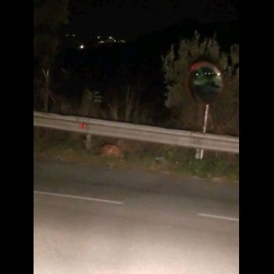 CHESTER SIMIL SPINOCINO CANE IN ADOZIONE TG MEDIO CONTENUTA - Foto 6
