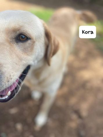 Kora simil labrador - Foto 7