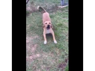 NIETZSCHE CUCCIOLO IN ADOZIONE Taglia medio contenuta 10 mesi
