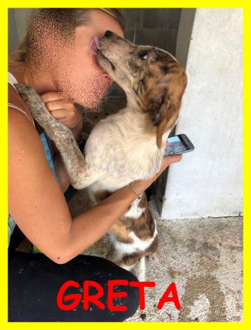 DOLCI CUCCIOLE ABBANDONATE E SPAVENTATE CERCANO CASA - Foto 6