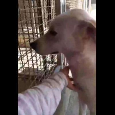LIBECCIO bravo e pacato, aspetta una famiglia, cane in adozione - Foto 2