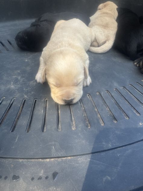 Cuccioli di Labrador miele e neri a Spoleto (PG) - Foto 6