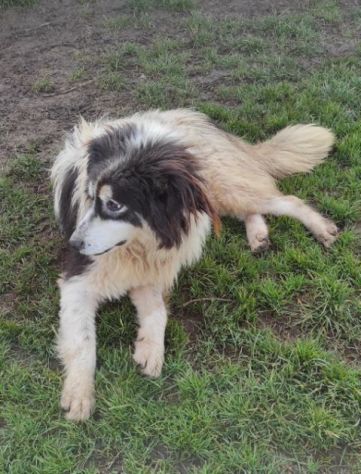 CANE IN ADOZIONE: PEGGY, dolce e determinata. - Foto 5