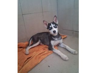 Simil husky in adozione