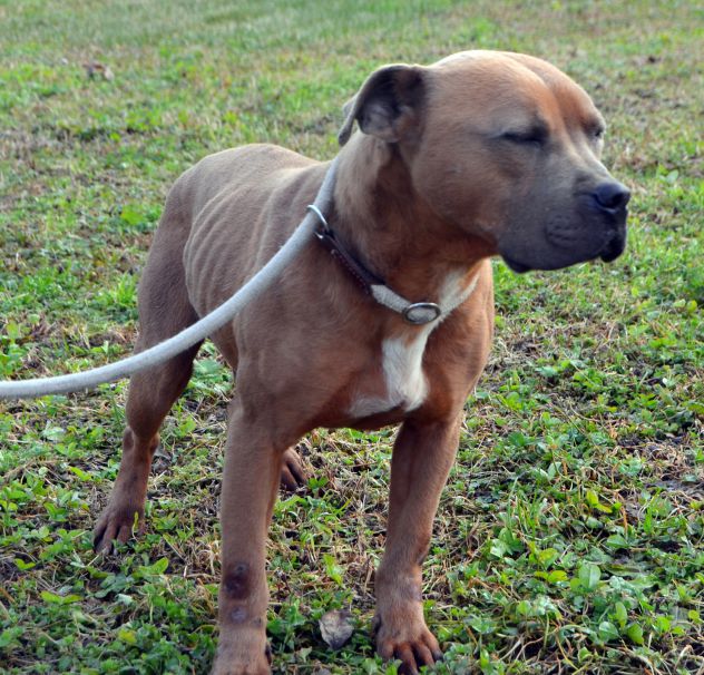 Cesare Amstaff - Foto 2