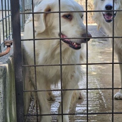 DANTE E ULISSE MIX PMA E GOLDEN CERCANO CASA, CANI IN ADOZIONE - Foto 6