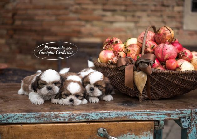 CUCCIOLI SHIHTZU - Foto 5