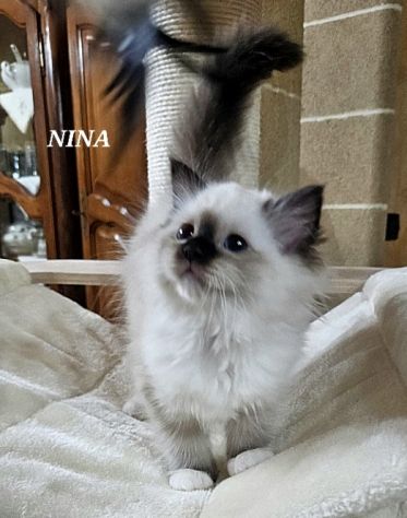 Cuccioli Sacro di Birmania con pedigree - Foto 4