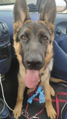 DOG SITTER PET SITTER ROMA - Foto 4
