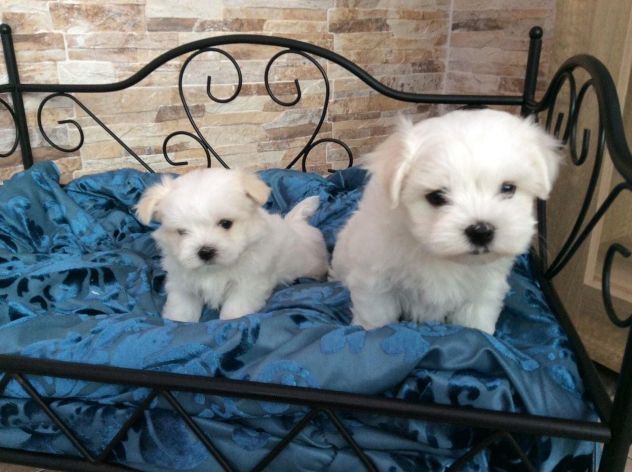 Maltese