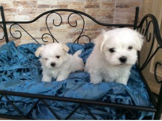 Maltese