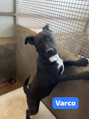 MAURA VARCO ROSEA DOLCISSIMI CUCCIOLI IN ADOZIONE - Foto 4