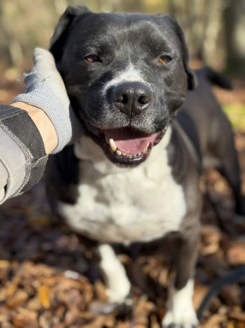 ROSA, mix STAFFY incredibilmente coccolona! - Foto 10
