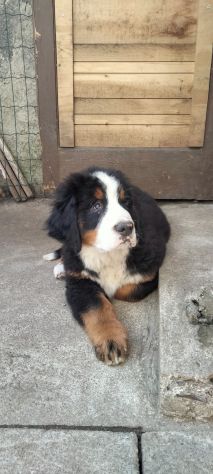 Cucciolo di bovaro del bernese - Foto 4