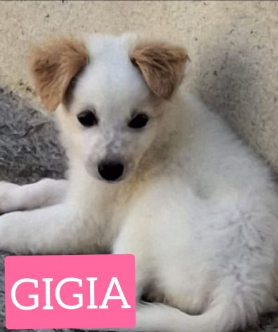 CUCCIOLI 3 MESI - Foto 2