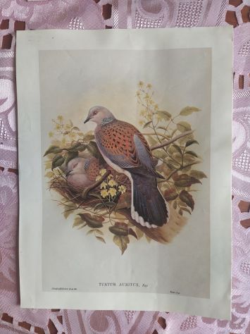 R135 - RARE STAMPE SU CARTA