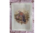 R135 - RARE STAMPE SU CARTA