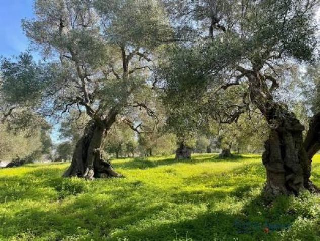 Terreno agricolo in vendita a Calci 1820 mq Rif: 1427228