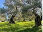 Terreno agricolo in vendita a Calci 1820 mq  Rif: 1427228
