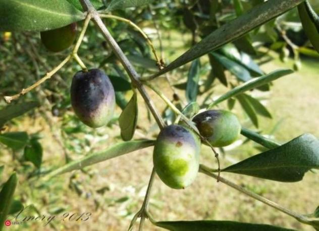 Terreno agricolo in Vendita a Celle Ligure