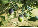 Terreno agricolo in Vendita a Celle Ligure