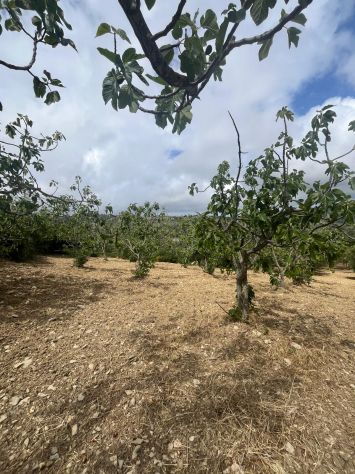 Vatolla- Perdifumo-terreno con piante di fichi e accesso su strada comunale - Foto 3