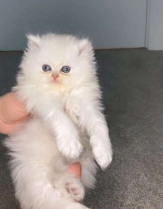 gattini di Persiano