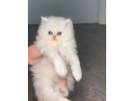 gattini di Persiano