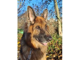 Maxx, bellissimo Pastore Tedesco adulto (a Milano)
