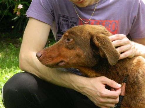 LINUS, bello e desideroso d 'amare - Foto 2