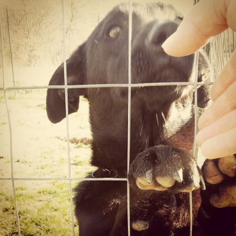 NERINO, dolcissimo cagnolino in cerca d'amore - Foto 3