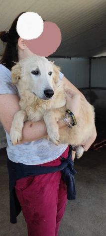 CUCCIOLO IN ADOZIONE: DUCCIO - Foto 7