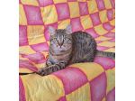 Dolcissimo gattino di soli 6 mesi