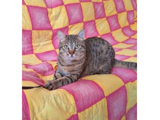 Dolcissimo gattino di soli 6 mesi