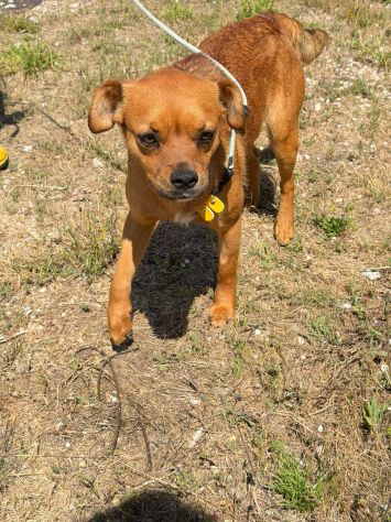 Kira 10 kg di cane in canile - Foto 4