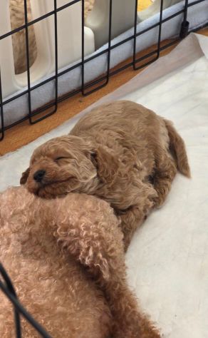 Cuccioli di Barboncino - Foto 2
