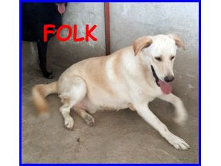 FOLK 6-7anni allegro e solare pacioccone! 25kg