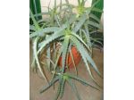 ALOE  ARBORESCENS   PADRE ZAGO
