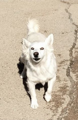 Una famiglia per la cagnolina Mary - Foto 5