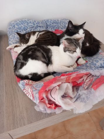 Miele, adorabile gatto da adottare! - Foto 3