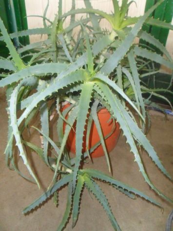 ALOE ARBORESCENS PADRE ZAGO - Annunci Bergamo