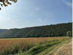 Bosco in vendita a Arcugnano