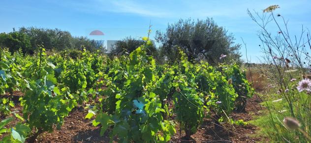 Terreno in vendita a Noto - Foto 4
