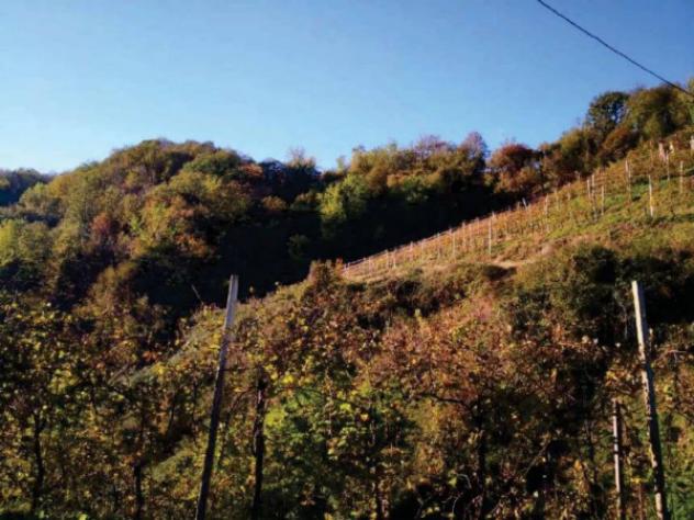 Immobile in asta di 83636 m² in vendita a Refrontolo - Foto 11